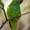 Lori mosusovy - Glossopsitta concinna - Musk Lorikeet o1753